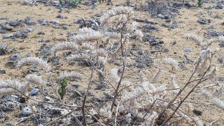 2023-GC--Mapalomas dunas-S123-089.jpg